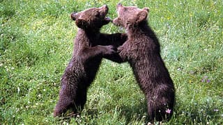 Мајчинство у дивљини: Откривене нове тајне из живота мрких медведа