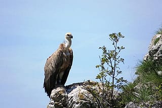 Маркирање нове генерације белоглавих супова