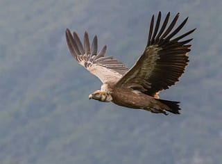 Будите кум белоглавог супа