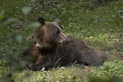 Медведица Јелисавета / Фото: Национални Парк Тара