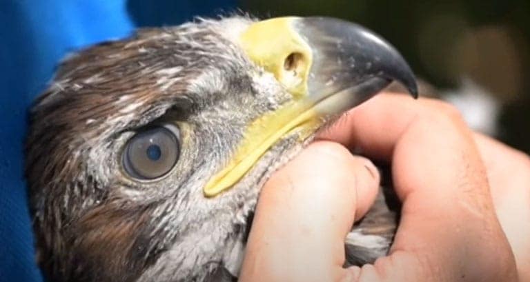 Кретање краља неба: српски сури орао под сателитским надзором