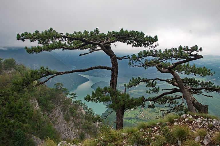 Видиковци на Тари