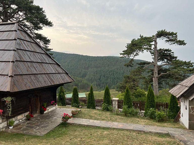 Акција спасавања златног бора на Златибору